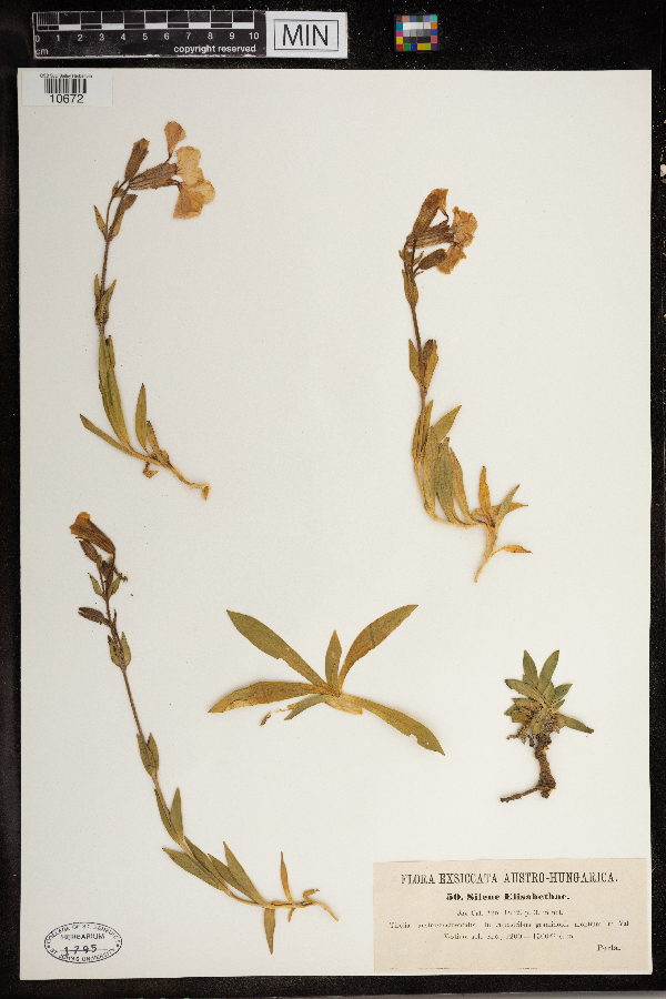 Silene elisabethae image