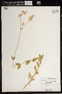 Silene latifolia image