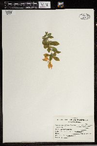 Silene menziesii image