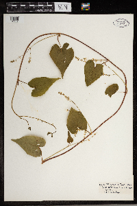 Thumbnail image of current specimen