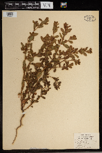 Polygonum erectum image