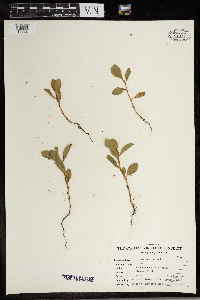 Polygonum erectum image