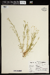 Stellaria alsine image