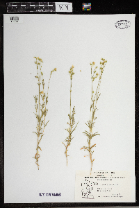 Stellaria alsine image