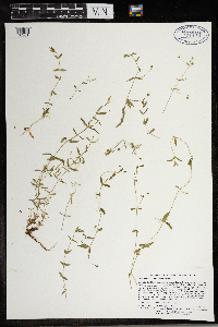 Stellaria borealis subsp. borealis image