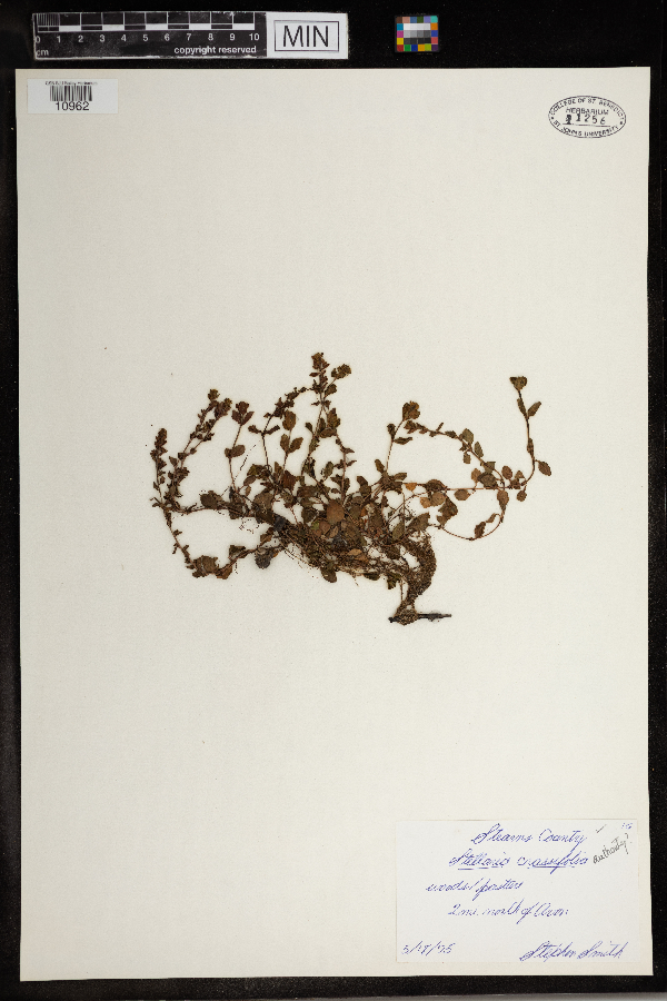 Stellaria crassifolia image