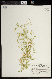 Stellaria graminea image