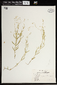 Stellaria graminea image