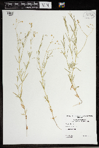 Stellaria longifolia image