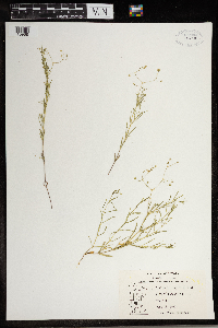 Stellaria longifolia image