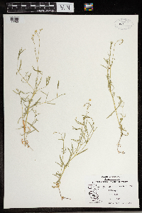 Stellaria longifolia image