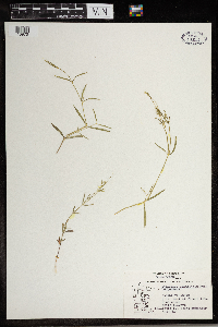 Stellaria longifolia image