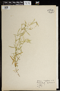 Stellaria longifolia image