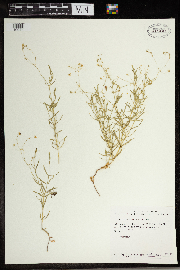 Stellaria longifolia image