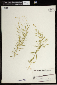 Stellaria longifolia image