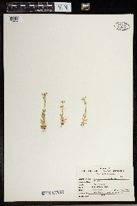 Stellaria longipes image