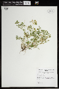 Stellaria media image