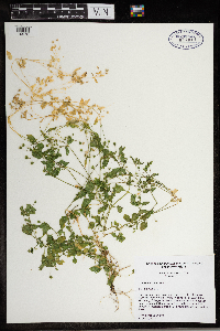 Stellaria media image