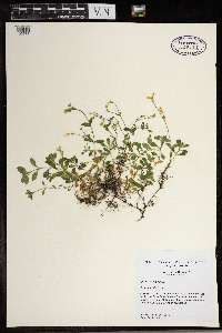 Stellaria media image