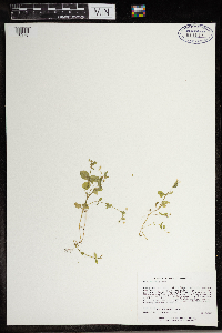 Stellaria media image