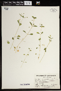 Stellaria media image