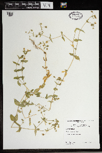 Stellaria media image