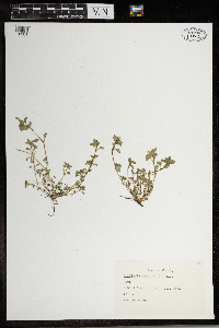 Stellaria media image