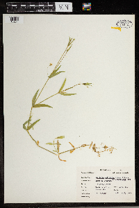 Stellaria calycantha image