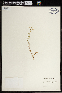 Stellaria graminea image