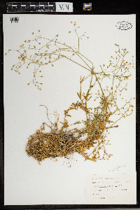 Stellaria graminea image