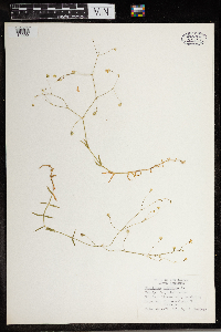 Stellaria graminea image