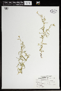Stellaria longifolia image