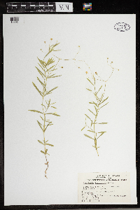 Stellaria longifolia image