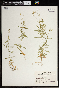 Stellaria longifolia image