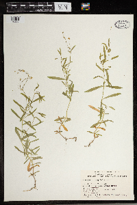 Stellaria longifolia image