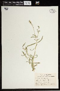 Stellaria longifolia image