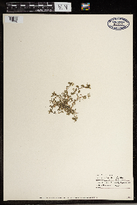 Stellaria media image