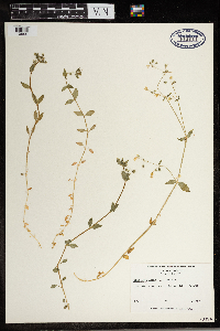 Stellaria media image