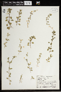 Stellaria media image
