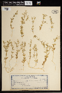 Stellaria borealis image