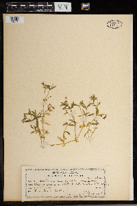 Stellaria borealis image