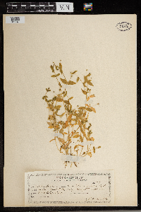 Stellaria calycantha image