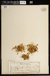 Stellaria humifusa image