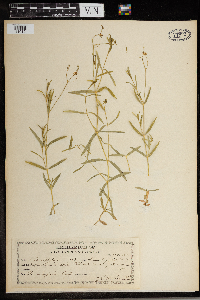 Stellaria longifolia image