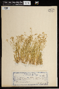 Stellaria longipes image