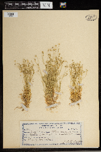 Stellaria longipes image