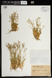 Stellaria longifolia image
