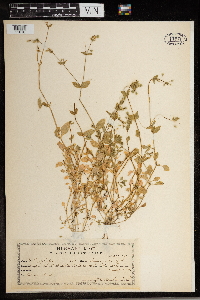 Stellaria media image