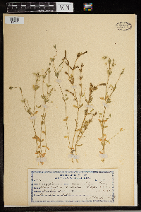 Stellaria alsine image