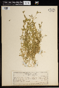 Stellaria alsine image